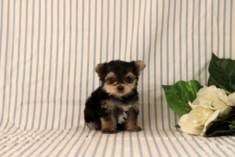 puppy, for, sale, Morkie, Matthew B. Stoltzfus, dog, breeder, Gap, PA, dog-breeder, puppy-for-sale, forsale, nearby, find, puppyfind, locator, puppylocator, aca